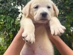 Labrador Puppies