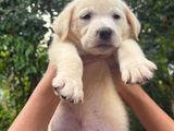 Labrador Puppies