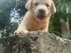Labrador Puppies