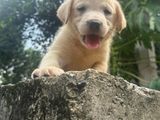 Labrador Puppies