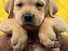Labrador Puppies