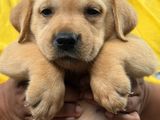 Labrador Puppies