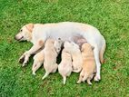 Labrador puppies