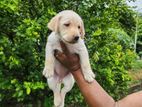 Labrador Puppies