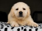 Labrador Puppies