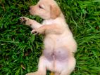 Labrador Puppies