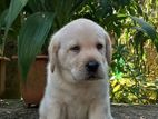 Labrador Puppies
