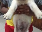 Labrador Puppies