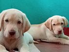 Labrador Puppies