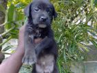 Labrador Puppies