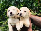 Labrador puppies