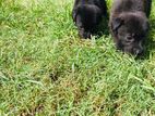Labrador puppies
