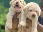 labrador puppies