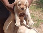Labrador Puppies