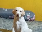Labrador Puppies