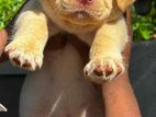 Labrador Puppies