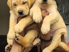 Labrador Puppies