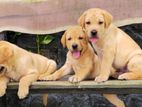 Labrador puppies