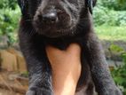 Labrador Puppies