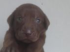 Labrador Puppies