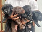 Labrador Puppies