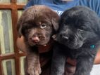 Labrador puppies