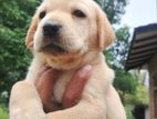 Labrador Puppies