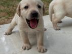 Labrador Puppies