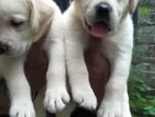 Labrador Puppies
