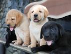 Labrador Puppies