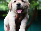 Labrador Puppies