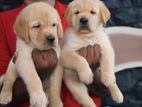 Labrador Puppies