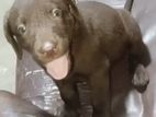 Labrador Puppies