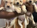 Labrador Puppies