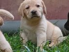 Labrador Puppies