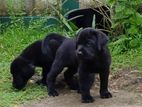 Labrador Puppies