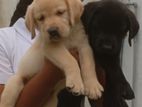 Labrador Puppies