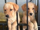 Labrador Puppies