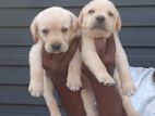 Labrador Puppies