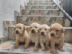 Labrador Puppies