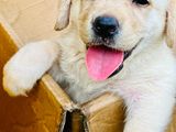 Labrador Puppies