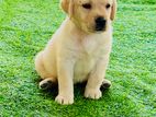 Labrador Puppies