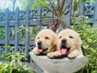 Labrador Puppies