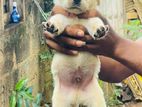 Labrador Puppies