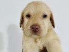 Labrador Puppies