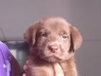 Labrador Puppies