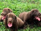 Labrador Puppies