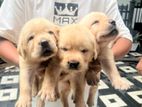 Labrador Puppies
