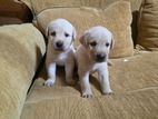 Labrador Puppies