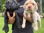 Labrador Puppies